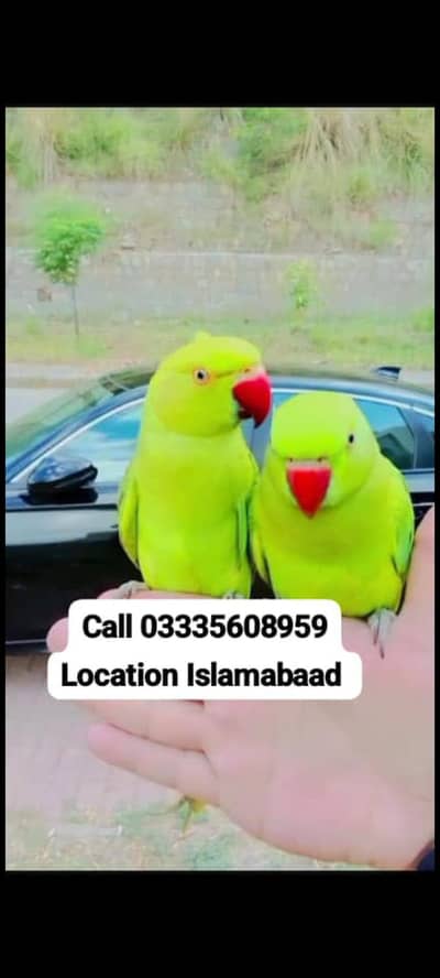 Single 5,500 Hand Tamed Friendly Green Ring Neck Male/Female Parrots