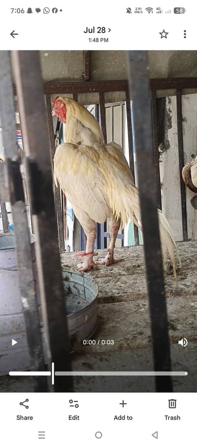 Heera zero size pure mianwali