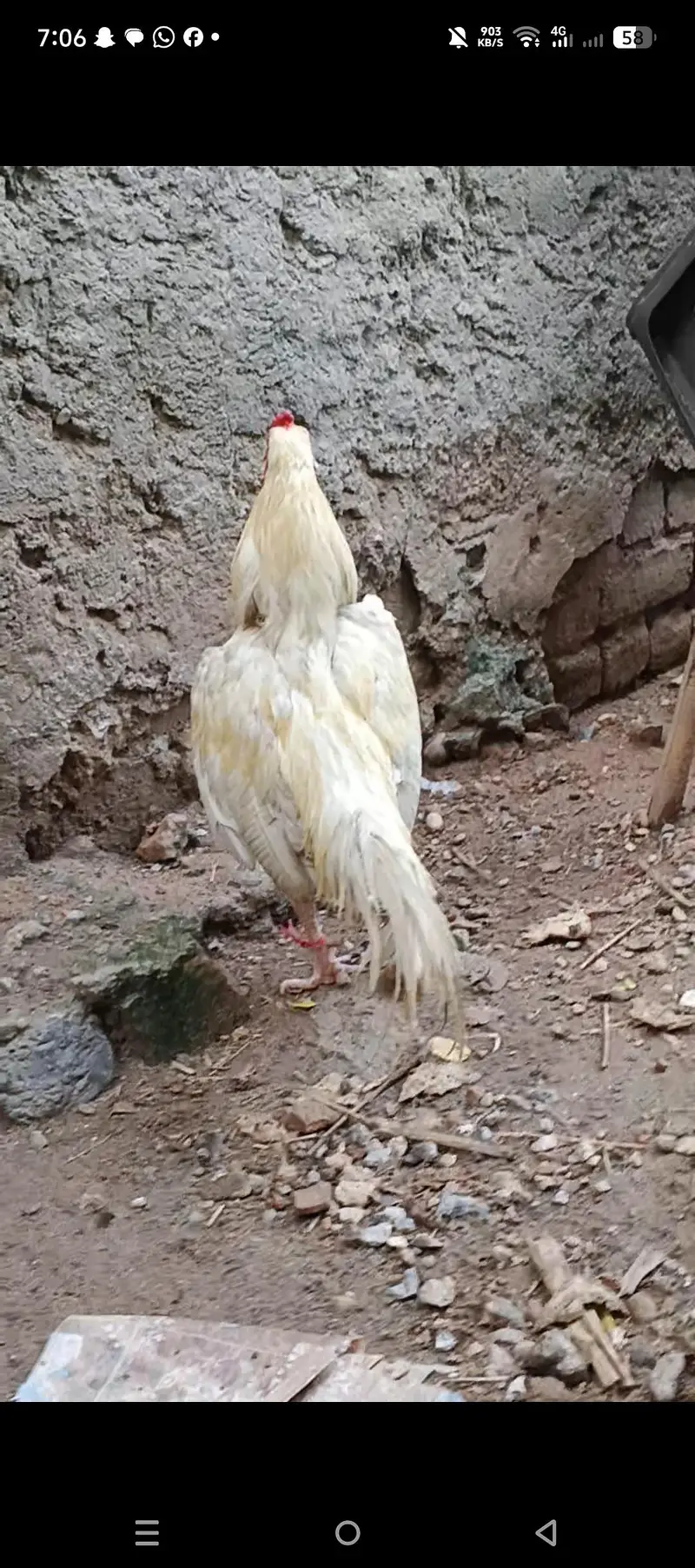 Heera zero size pure mianwali — photo 2