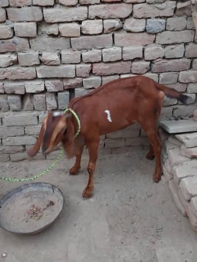 bakri