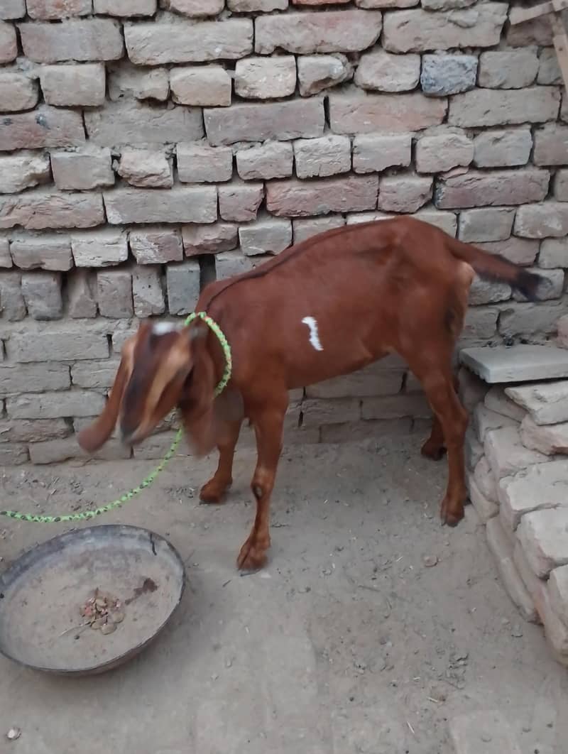 bakri 0