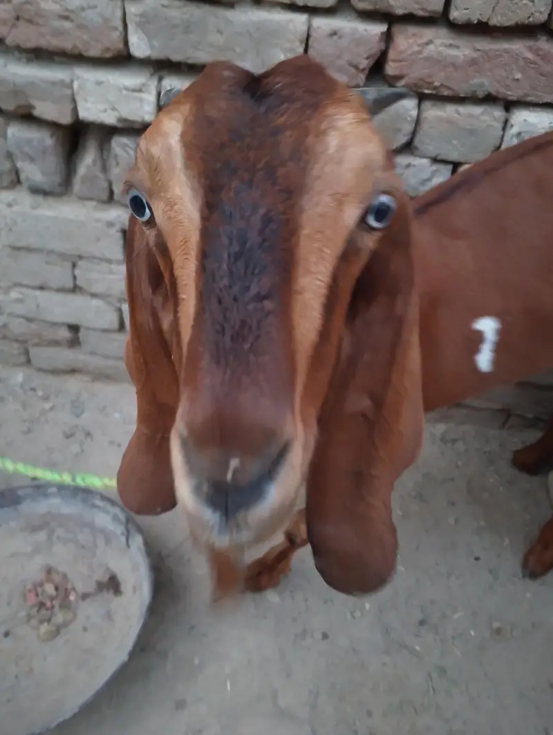 bakri — photo 2