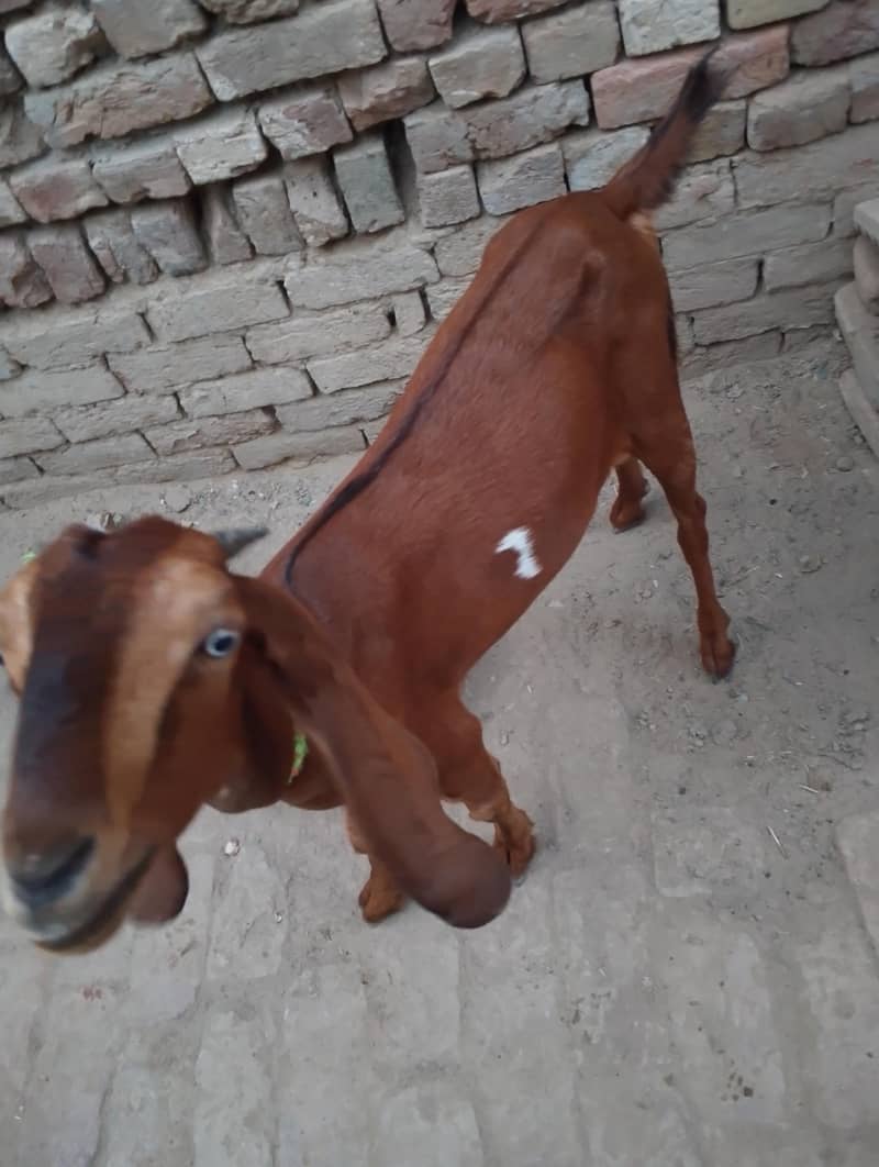 bakri 2