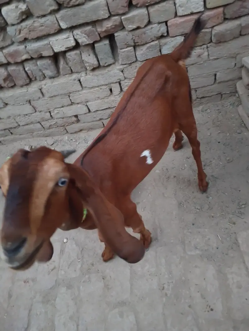 bakri — photo 3