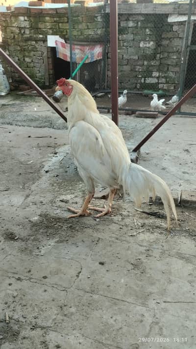 meya Wali aseel