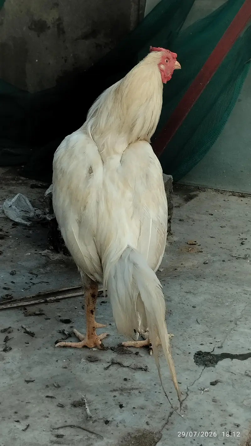 meya Wali aseel — photo 2