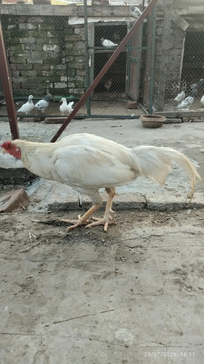 meya Wali aseel — photo 3