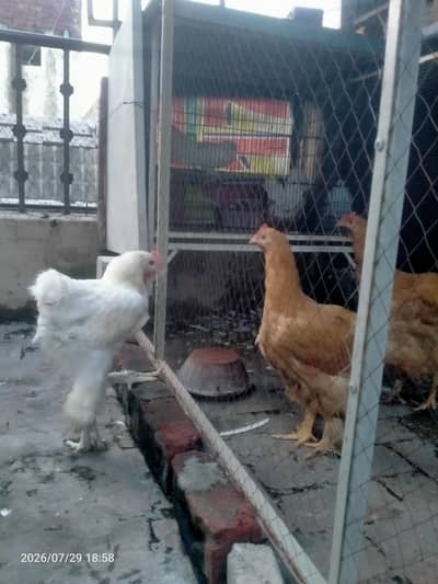 white and Golden buff male for sale