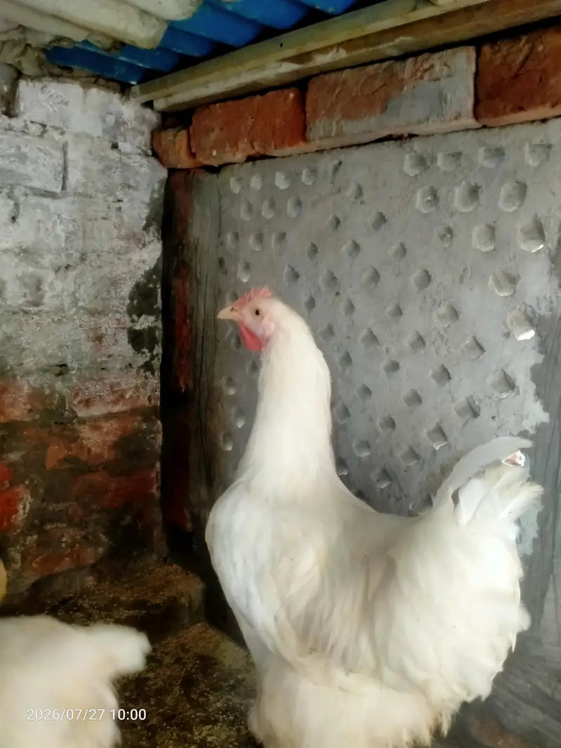 white and Golden buff male for sale — photo 3