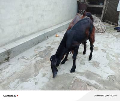 Desi Bakra and bakri
