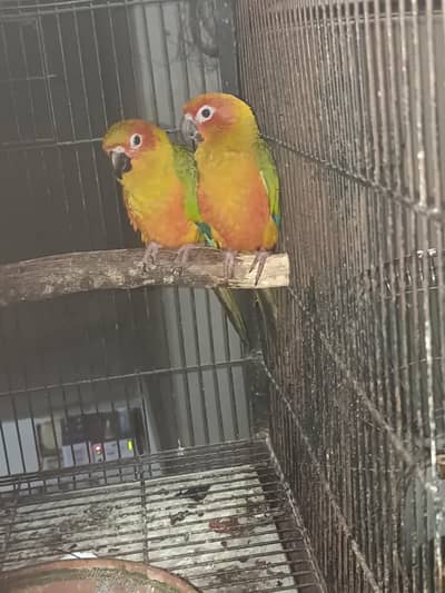 Sun conure DNA pair