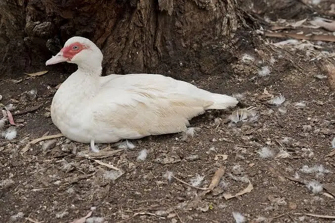 Muscovy Ducks Pair 1 Male 2 Famle 23 Babys — photo 2