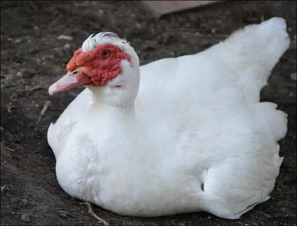 Muscovy Ducks Pair 1 Male 2 Famle 23 Babys — photo 3