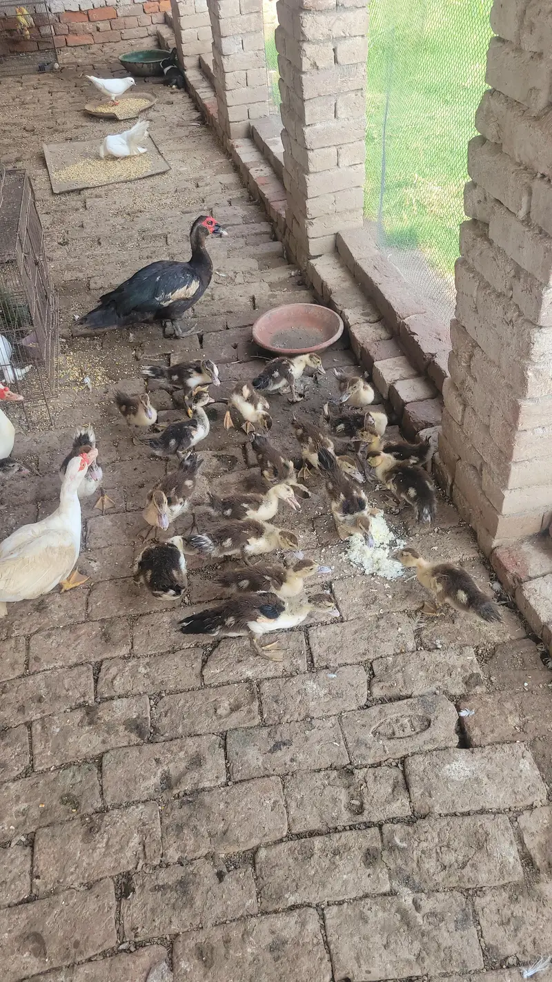 Muscovy Ducks Pair 1 Male 2 Famle 23 Babys — photo 4