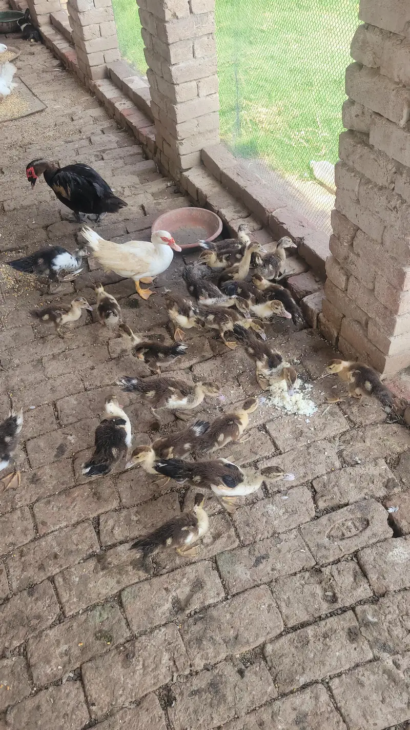 Muscovy Ducks Pair 1 Male 2 Famle 23 Babys — photo 5