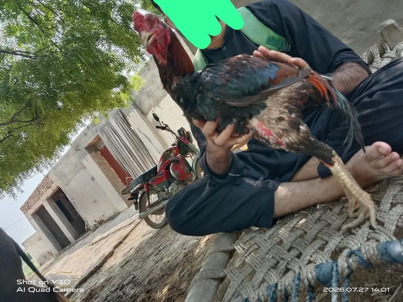 aseel murgha — photo 2