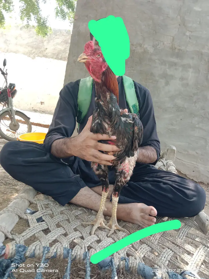 aseel murgha — photo 3