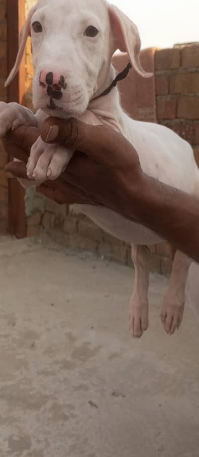 bully pup