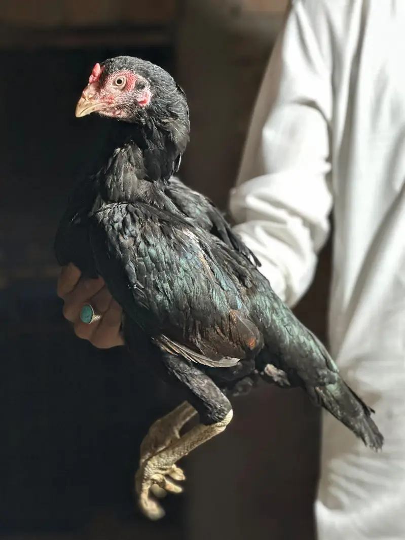 Aseel female — photo 2
