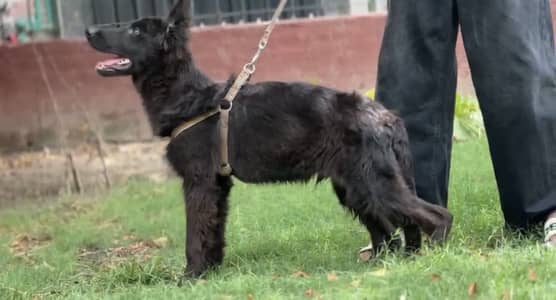 German Shephard Long court paidegree