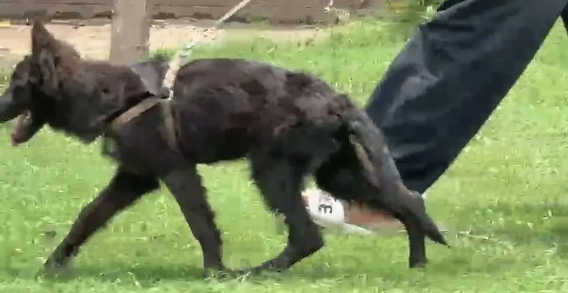 German Shephard Long court paidegree — photo 2