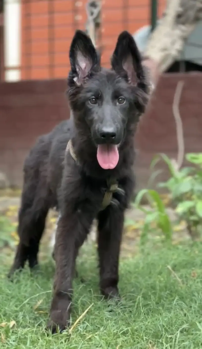German Shephard Long court paidegree — photo 3