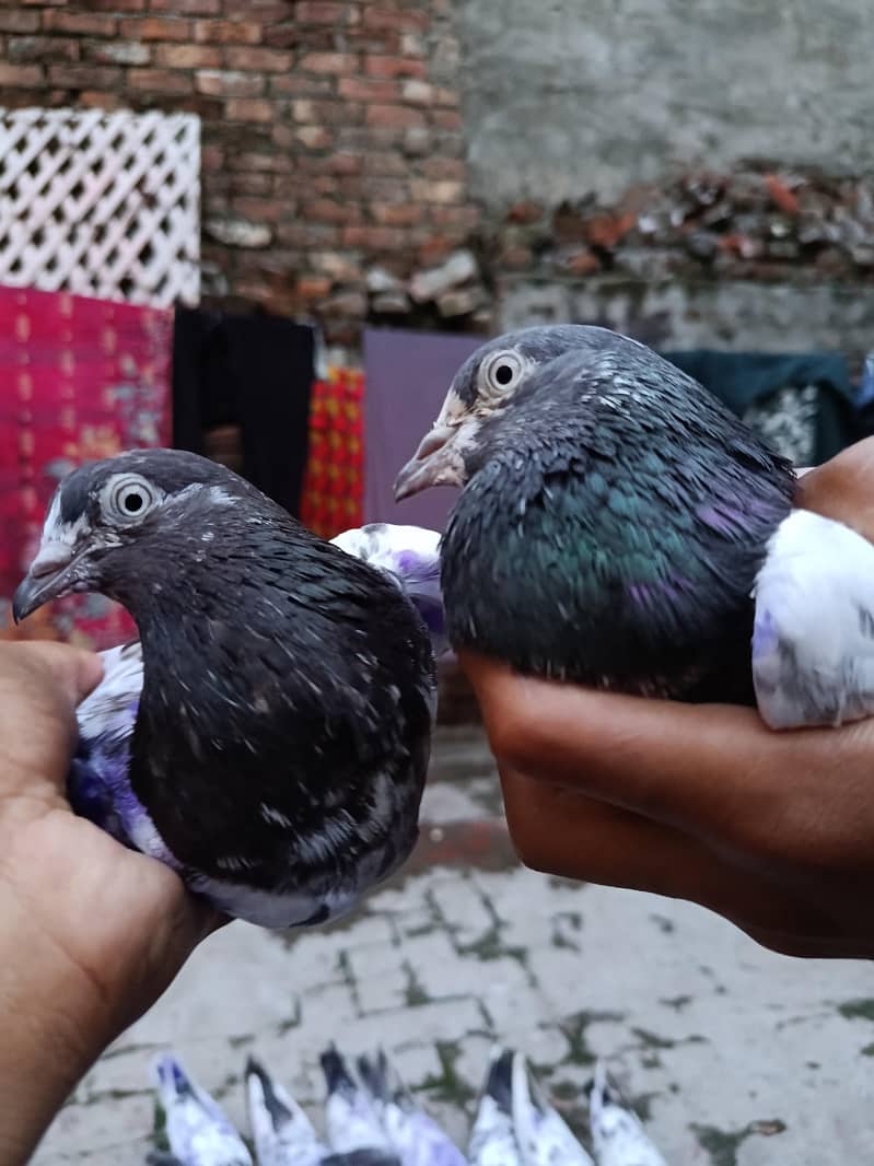 pigeons 0
