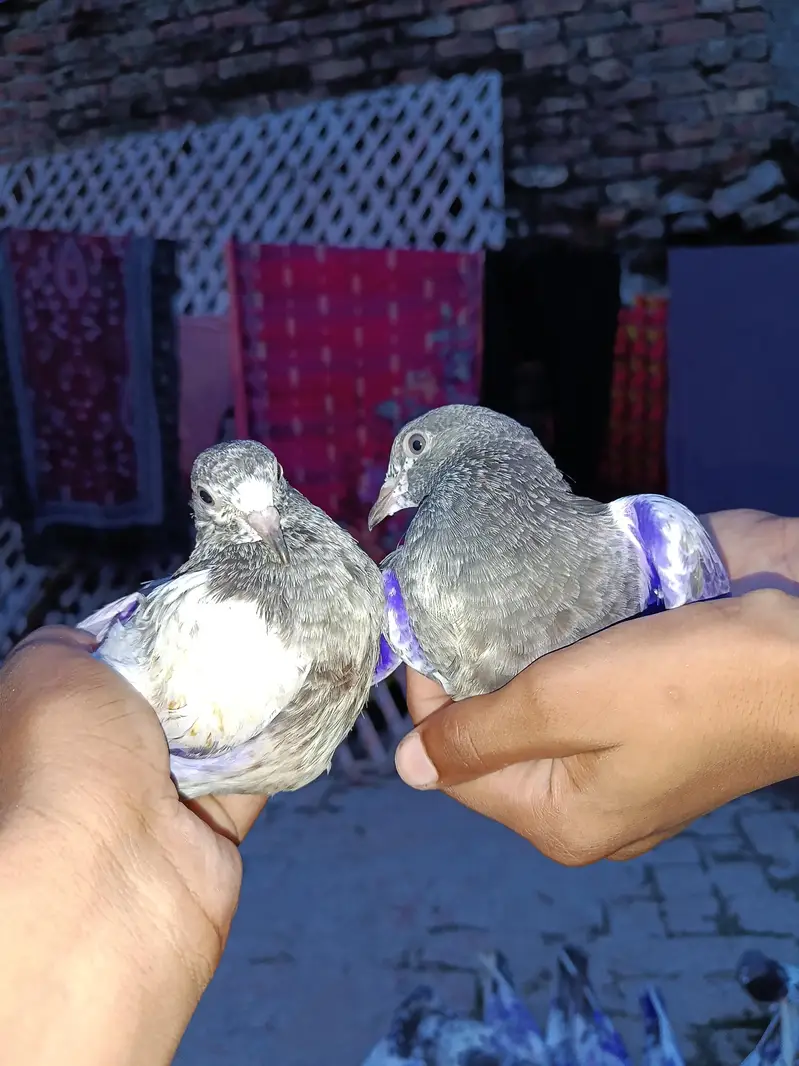 pigeons — photo 2