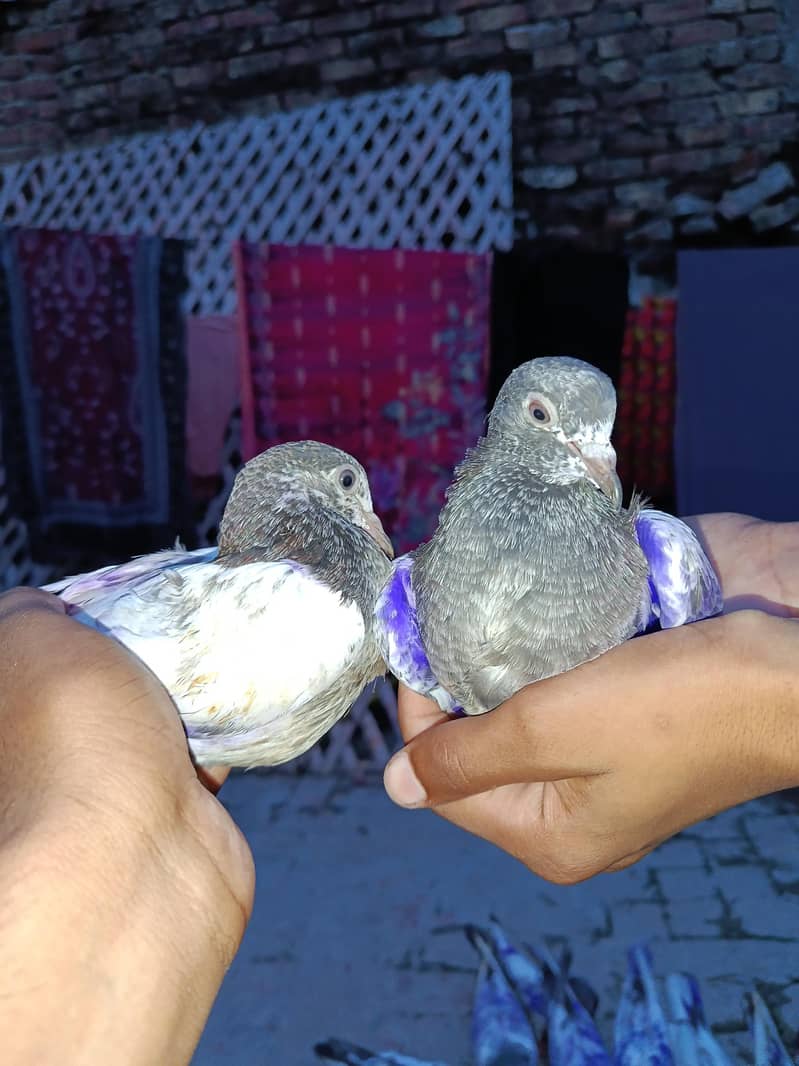 pigeons 2