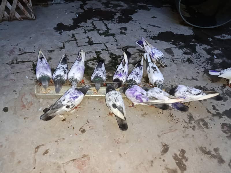 pigeons 3