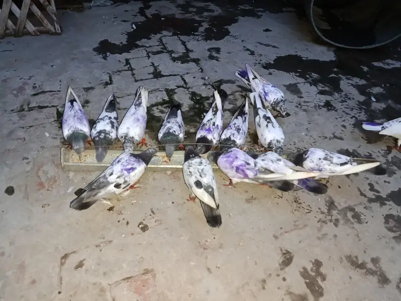 pigeons — photo 4