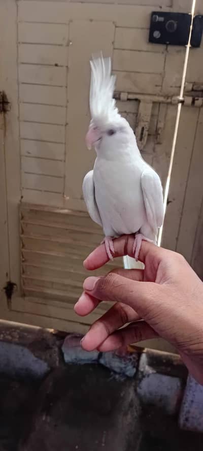 Eno hand tame chick and cream breeder pairs