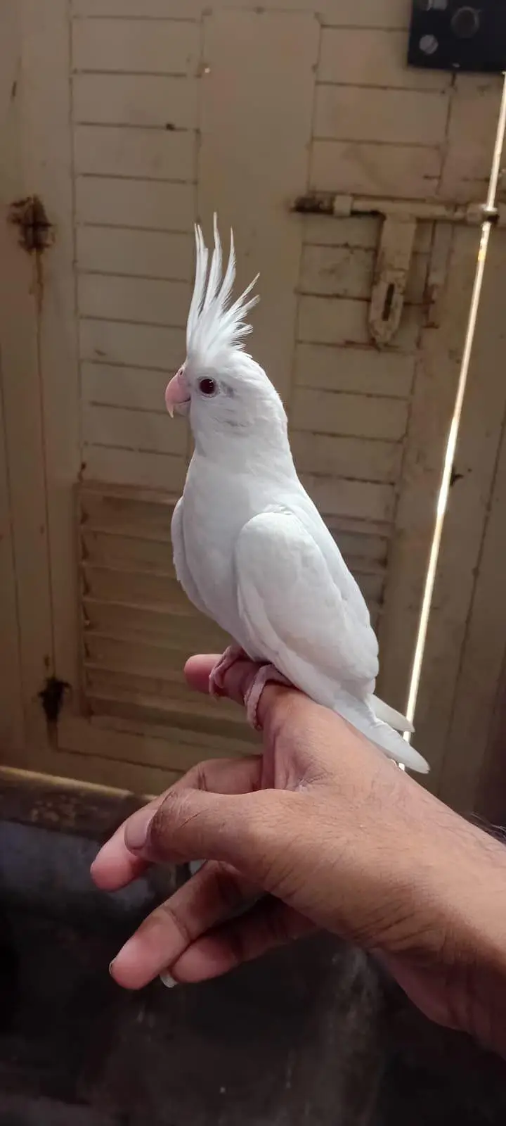 Eno hand tame chick and cream breeder pairs — photo 2