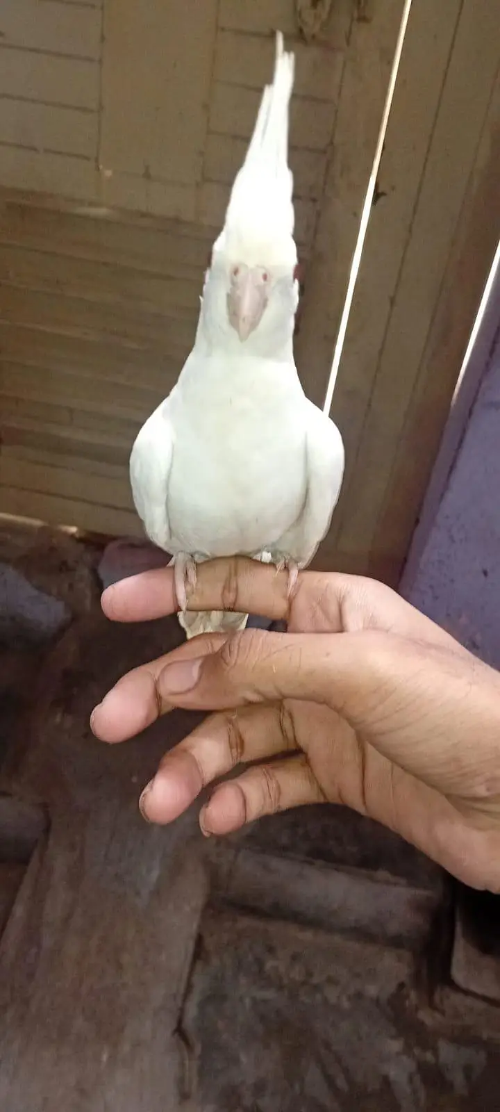 Eno hand tame chick and cream breeder pairs — photo 4