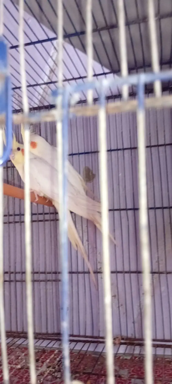 Eno hand tame chick and cream breeder pairs — photo 6