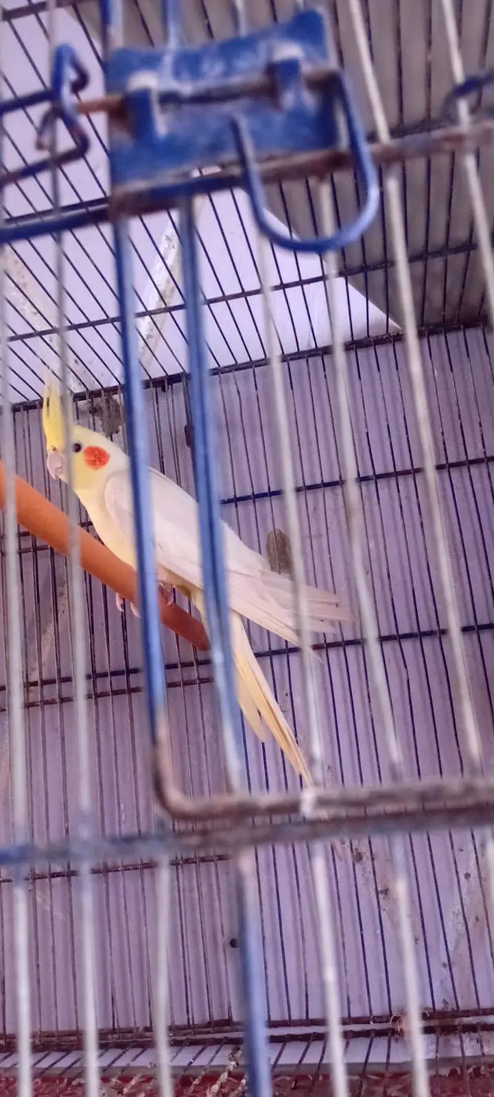 Eno hand tame chick and cream breeder pairs — photo 7