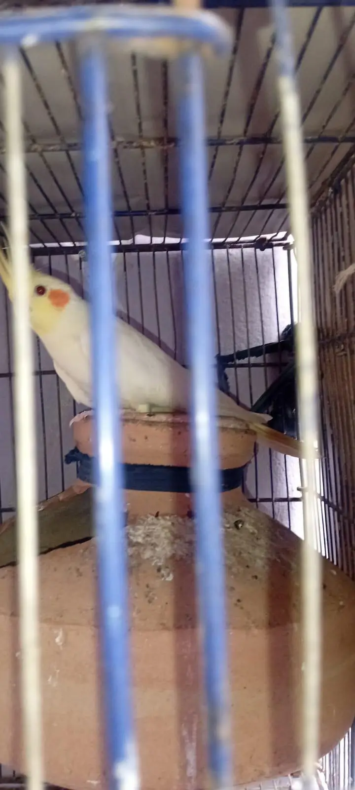 Eno hand tame chick and cream breeder pairs — photo 8