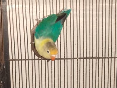 Parblue Breeder Male For Sale