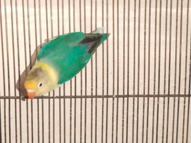 Parblue Breeder Male For Sale — photo 2