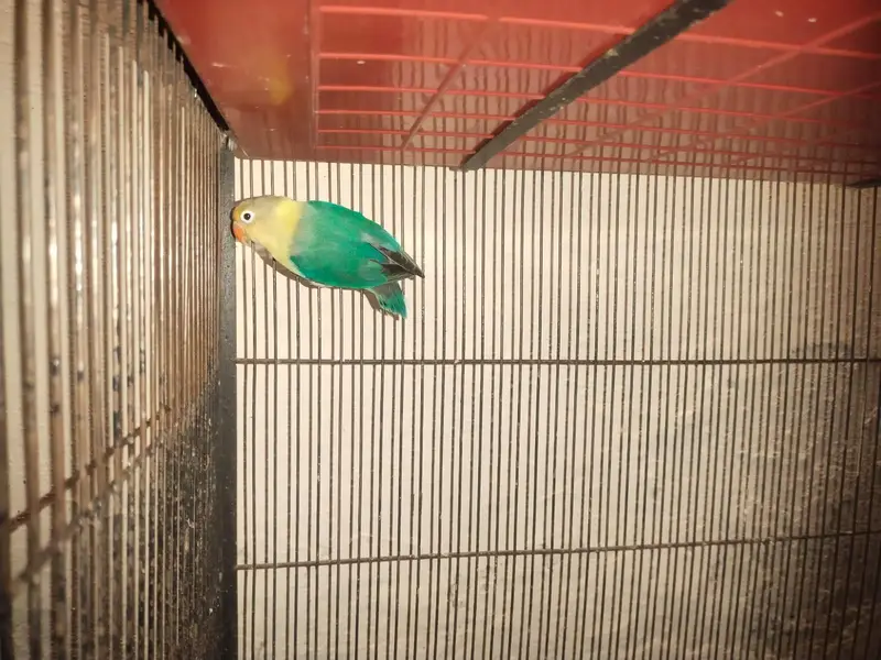 Parblue Breeder Male For Sale — photo 3