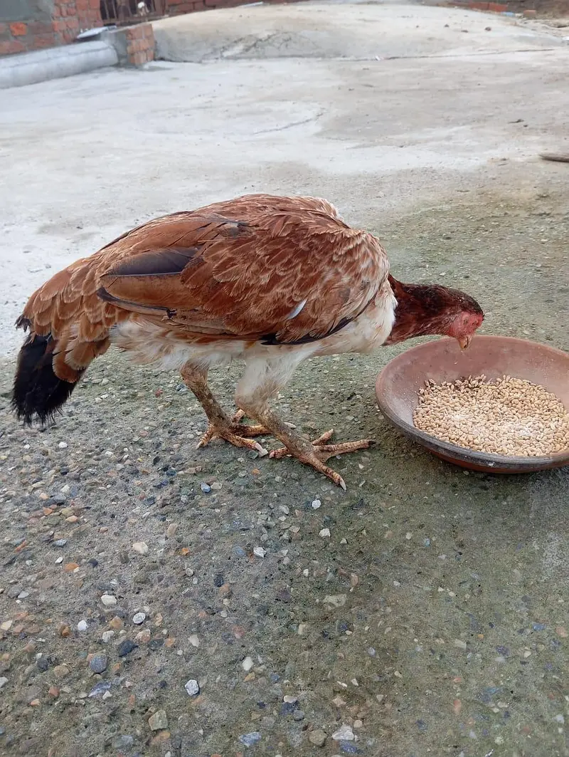 miyawali + Turkish cros — photo 3