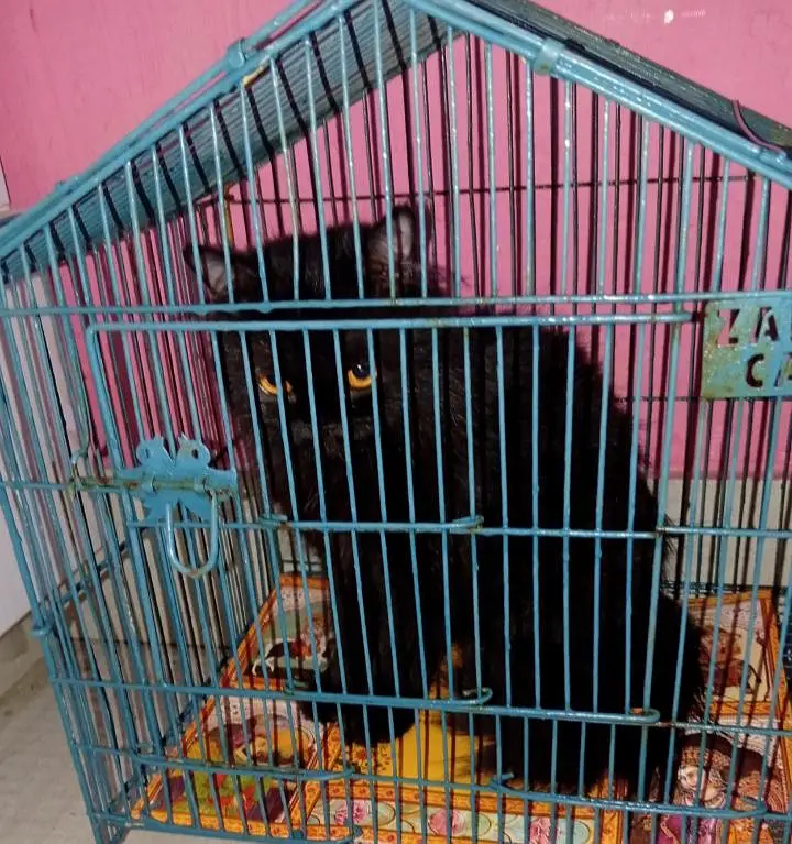 Rs. 8000 — photo 4