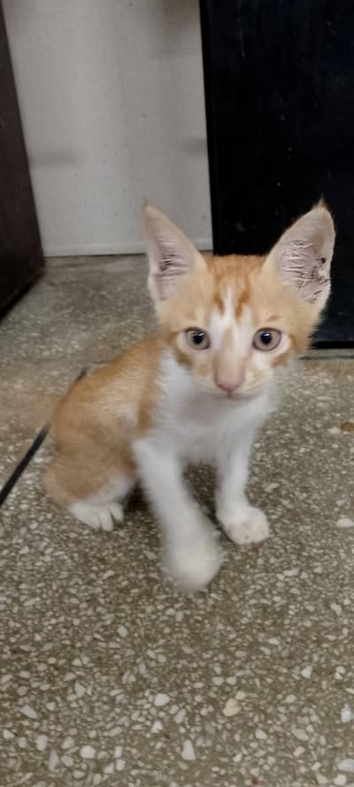 Beautiful Male kitten