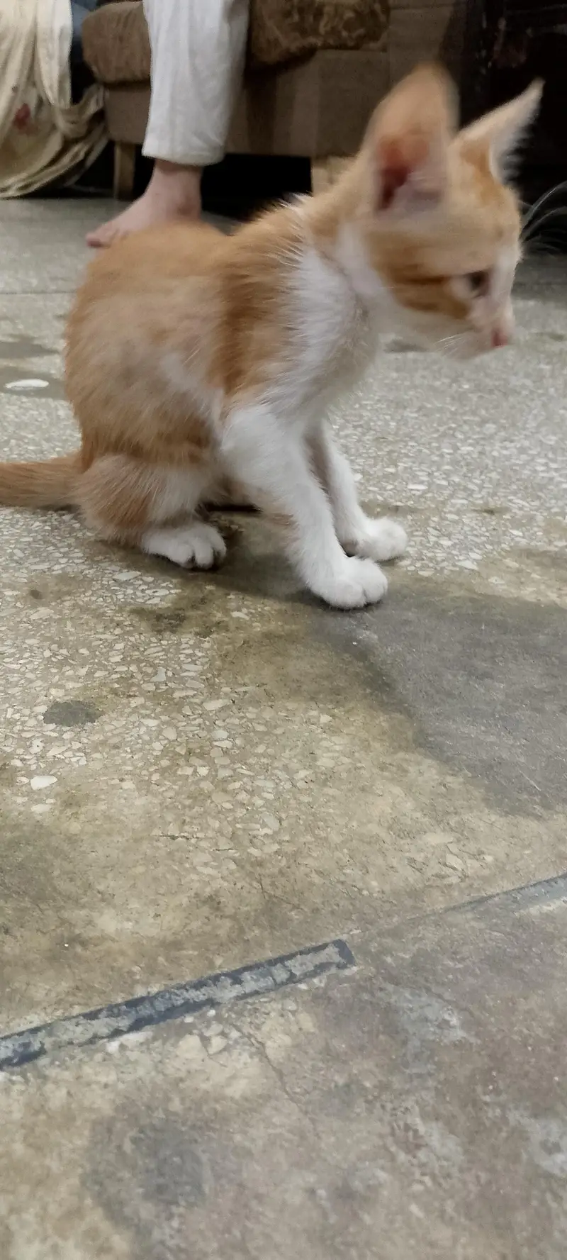 Freee Beautiful Male kitten — photo 5