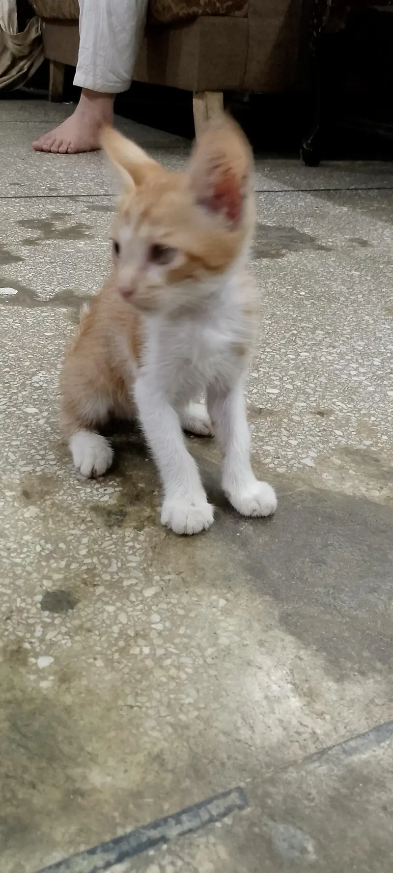 Freee Beautiful Male kitten — photo 6