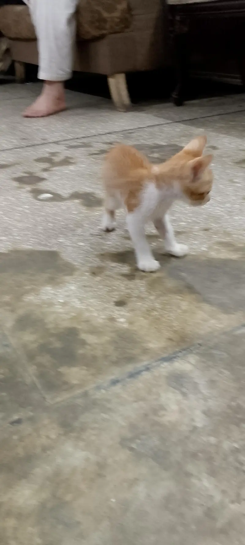 Freee Beautiful Male kitten — photo 7