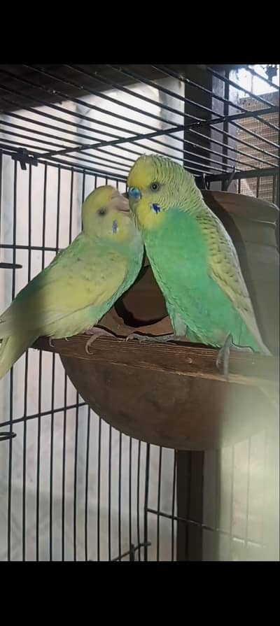 Australian Rainbow  Budgie for sale