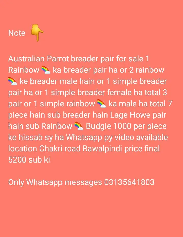 Australian Rainbow  Budgie for sale — photo 2