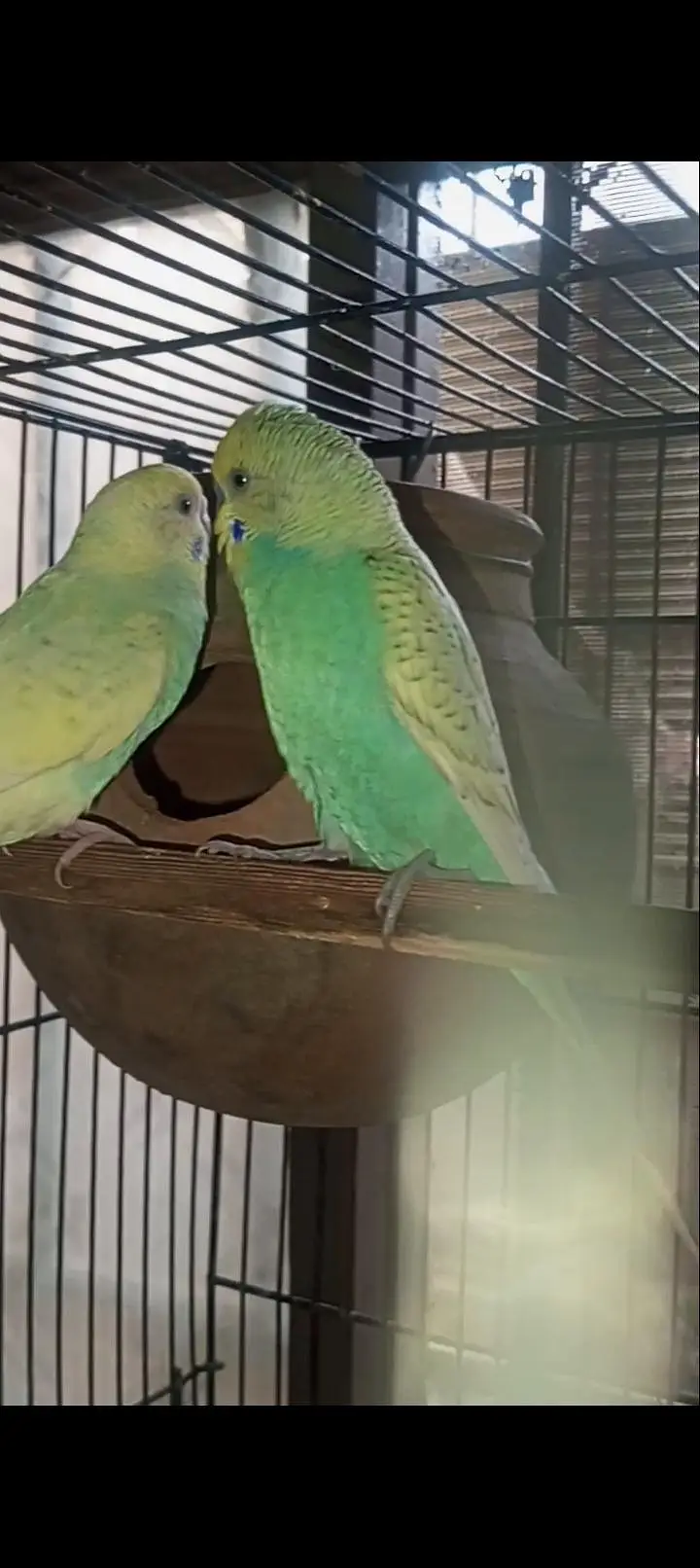 Australian Rainbow  Budgie for sale — photo 3