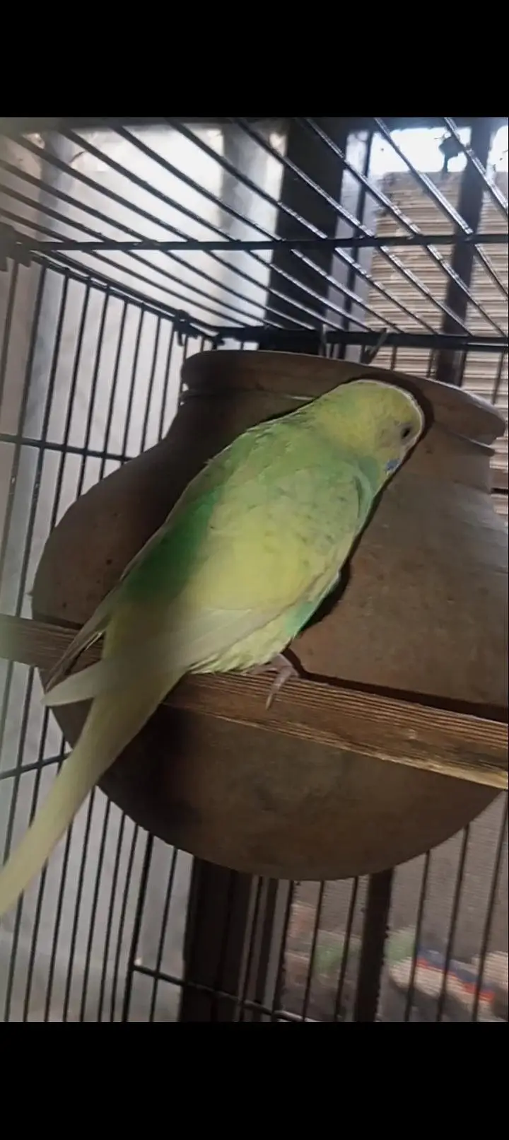 Australian Rainbow  Budgie for sale — photo 4